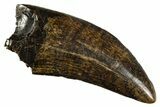 Beautiful Serrated Tyrannosaur Tooth - Judith River Formation #313297-1